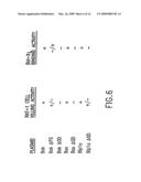 NOVEL PEPTIDES AND COMPOSITIONS WHICH MODULATE APOPTOSIS diagram and image