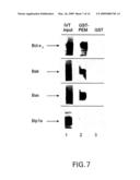 NOVEL PEPTIDES AND COMPOSITIONS WHICH MODULATE APOPTOSIS diagram and image