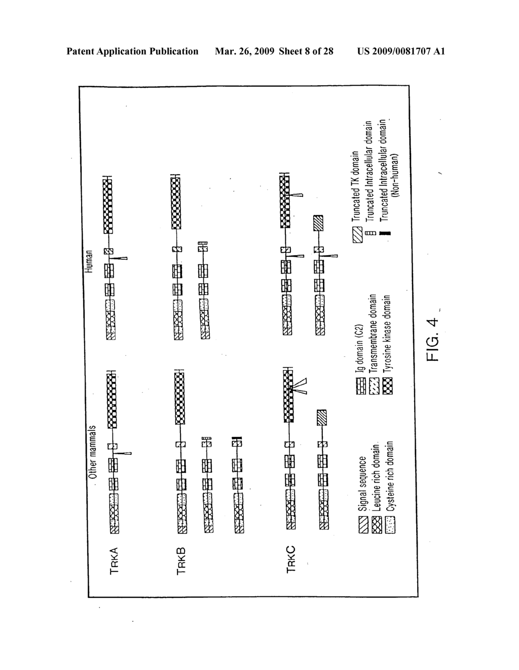 Human trk receptors and neurotrophic factor inhibitors - diagram, schematic, and image 09