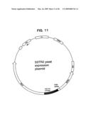 Heterologous G protein coupled receptors expressed in yeast, their fusion with G proteins and use thereof in bioassay diagram and image