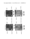 Heterologous G protein coupled receptors expressed in yeast, their fusion with G proteins and use thereof in bioassay diagram and image