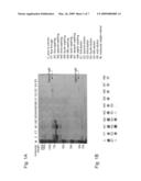 Monoclonal antibody specific to dentin-derived heparan sulfate diagram and image