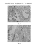 ACTIVE PEPTIDE OF BONE MORPHOGENETIC PROTEIN-2, METHOD FOR MANUFACTURING THE SAME AND THE APPLICATION diagram and image