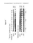 SMALL MOLECULE ANTAGONISTS OF BCL-2 FAMILY PROTEINS diagram and image