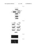 Method of Manufacturing Barrier Rib for Plasma Display Panel diagram and image