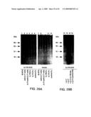 IL-17 homologous polypeptides and therapeutic uses thereof diagram and image