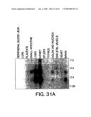 IL-17 homologous polypeptides and therapeutic uses thereof diagram and image