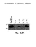 IL-17 homologous polypeptides and therapeutic uses thereof diagram and image