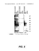 Nucleic acids and new polypeptides associated with and/or overlapping with hepatitis C virus core gene products diagram and image