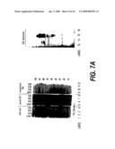 Nucleic acids and new polypeptides associated with and/or overlapping with hepatitis C virus core gene products diagram and image