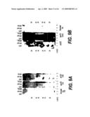 Nucleic acids and new polypeptides associated with and/or overlapping with hepatitis C virus core gene products diagram and image