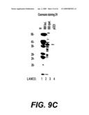 Nucleic acids and new polypeptides associated with and/or overlapping with hepatitis C virus core gene products diagram and image