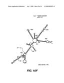 Nucleic acids and new polypeptides associated with and/or overlapping with hepatitis C virus core gene products diagram and image