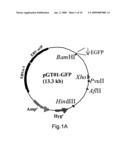 Novel expression vector with enhanced gene expression capacity and method for using the same diagram and image