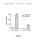 Novel expression vector with enhanced gene expression capacity and method for using the same diagram and image