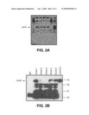 METHODS OF PRODUCING ORGANIC PRODUCTS WITH PHOTOSYNTHETIC ORGANISMS AND PRODUCTS AND COMPOSITIONS THEREOF diagram and image