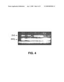 METHODS OF PRODUCING ORGANIC PRODUCTS WITH PHOTOSYNTHETIC ORGANISMS AND PRODUCTS AND COMPOSITIONS THEREOF diagram and image