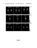 Methods And Compounds For Targeting Tissues diagram and image