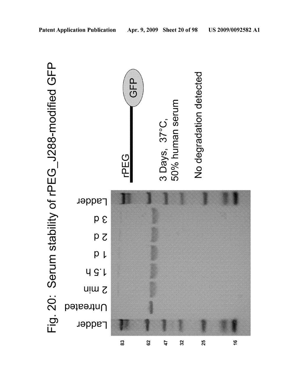 Compositions and methods for modifying properties of biologically active polypeptides - diagram, schematic, and image 21