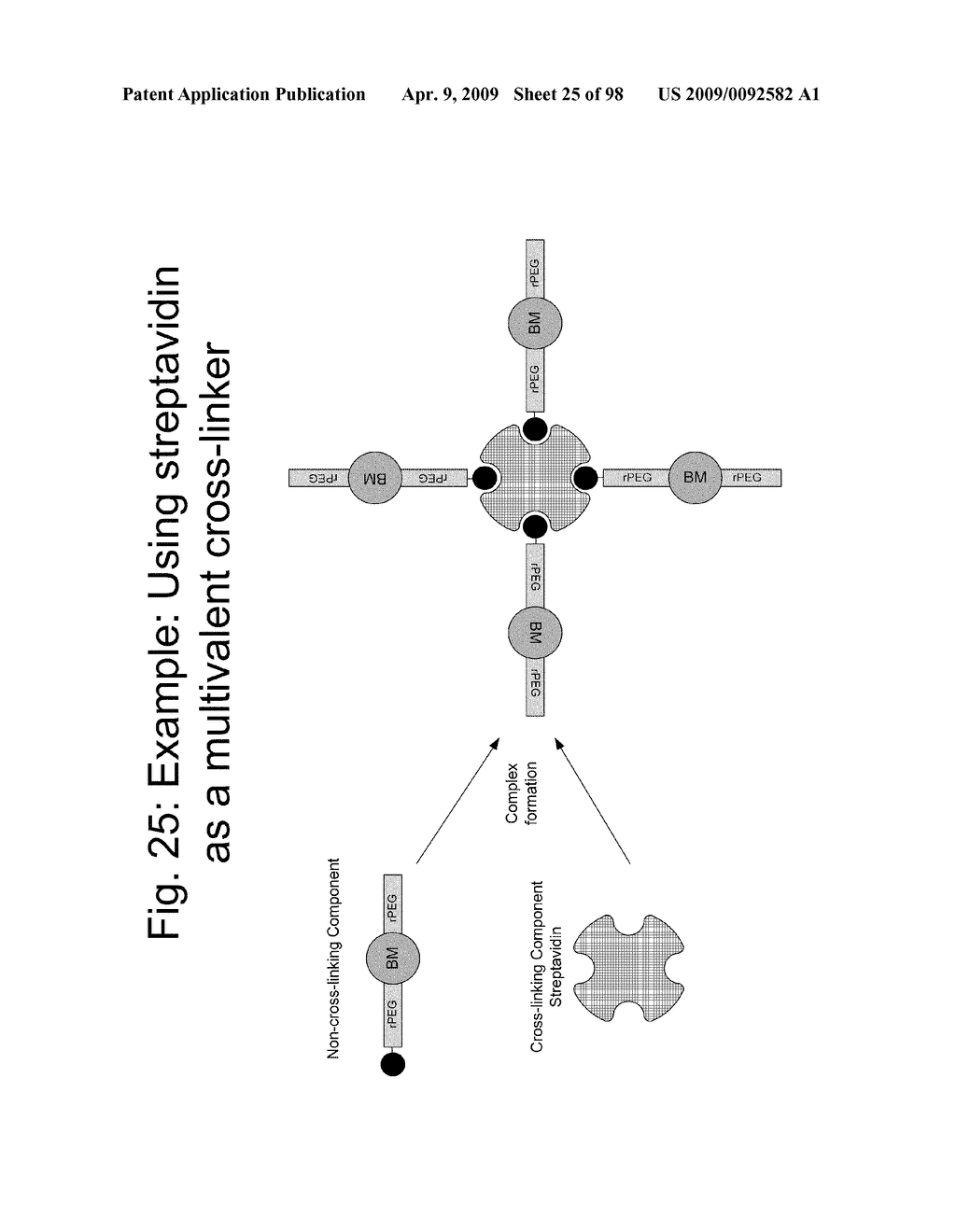 Compositions and methods for modifying properties of biologically active polypeptides - diagram, schematic, and image 26