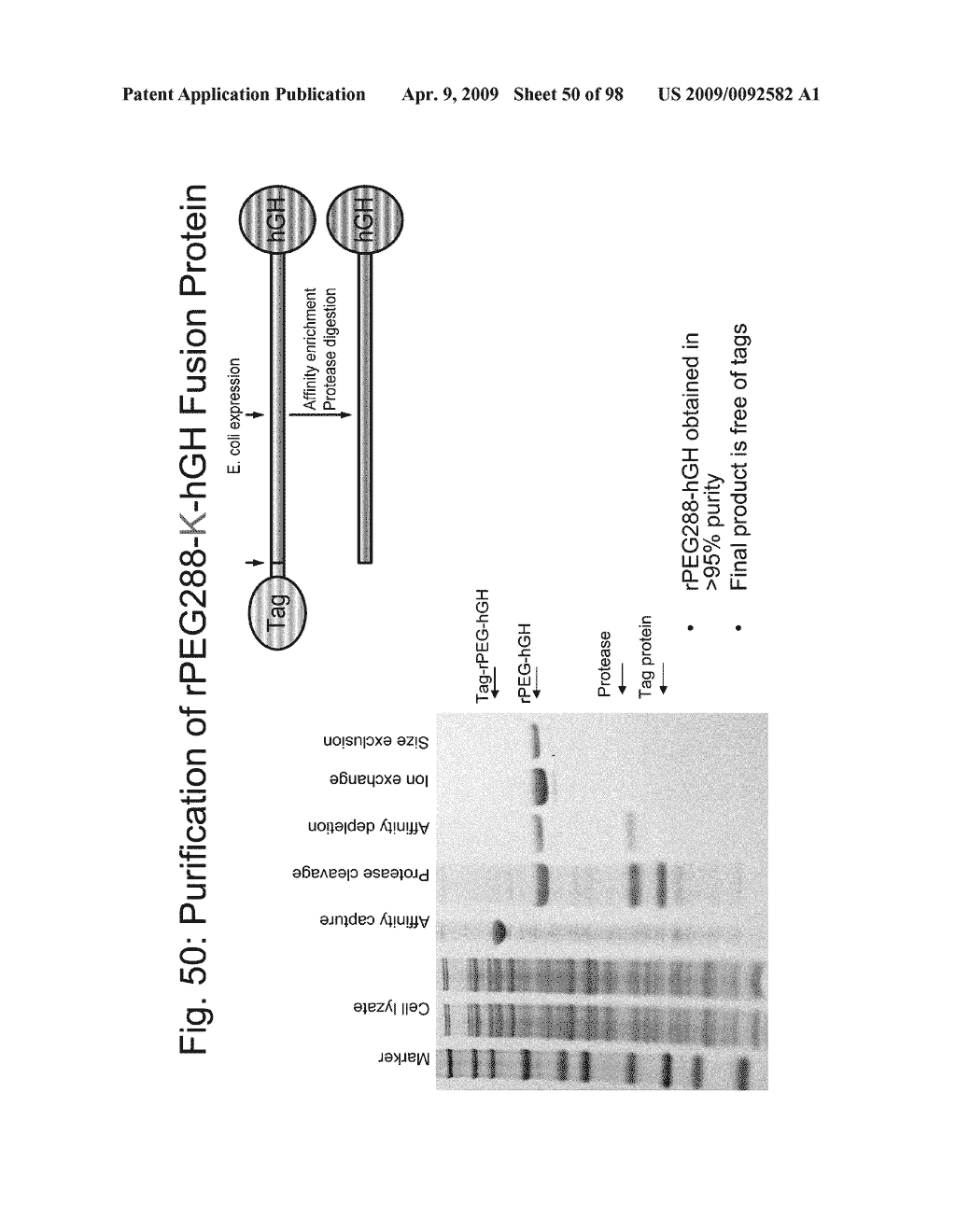 Compositions and methods for modifying properties of biologically active polypeptides - diagram, schematic, and image 51