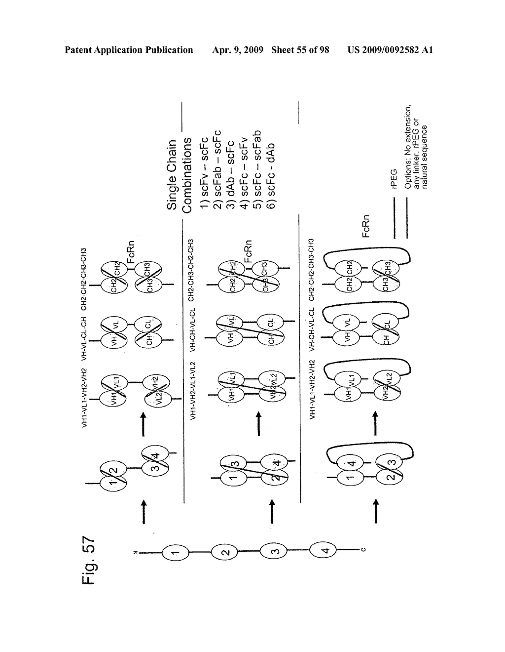 Compositions and methods for modifying properties of biologically active polypeptides - diagram, schematic, and image 56