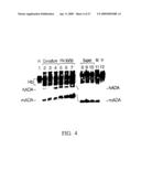 METHODS FOR ENHANCED VIRUS-MEDIATED DNA TRANSFER USING MOLECULES WITH VIRUS- AND CELL-BINDING DOMAINS diagram and image