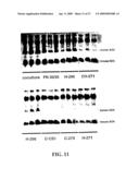 METHODS FOR ENHANCED VIRUS-MEDIATED DNA TRANSFER USING MOLECULES WITH VIRUS- AND CELL-BINDING DOMAINS diagram and image