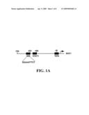 METHODS AND COMPOSITIONS RELATING TO THE REGULATION OF MUC1 BY HSF1 AND STAT3 diagram and image