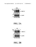 METHODS AND COMPOSITIONS RELATING TO THE REGULATION OF MUC1 BY HSF1 AND STAT3 diagram and image