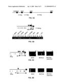 Hypermethylation of GATA-4 and GATA-5 Transcription Factor Genes in Cancer diagram and image
