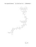 Fluorescent Nucleobase Conjugates Having Anionic Linkers diagram and image