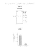METHOD OF PRODUCING HETERODIMER DERIVATIVE OF PROTEIN PHOSPHATASE TYPE 2A ENZYME diagram and image