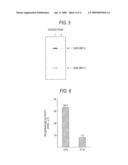 METHOD OF PRODUCING HETERODIMER DERIVATIVE OF PROTEIN PHOSPHATASE TYPE 2A ENZYME diagram and image