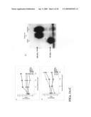 CD44 polypeptides, polynucleotides encoding same, antibodies directed thereagainst and method of using same for diagnosing and treating inflammatory diseases diagram and image