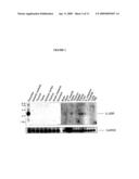 Interleukin-22 polypeptides, nucleic acids encoding the same and methods for the treatment of pancreatic disorders diagram and image