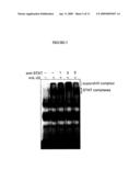 Interleukin-22 polypeptides, nucleic acids encoding the same and methods for the treatment of pancreatic disorders diagram and image