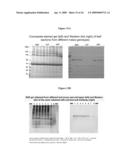 Methods and Compositions For Increasing the Nitrogen Storage Capacity of a Plant diagram and image