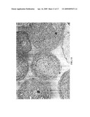 Method of Fracturing Hydrocarbon-Bearing Formation With Coated Porous Polyolefin Particulate diagram and image