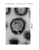 Method of Fracturing Hydrocarbon-Bearing Formation With Coated Porous Polyolefin Particulate diagram and image