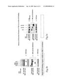 PHARMACEUTICAL COMPOSITIONS FOR TREATING DISEASES ASSOCIATED WITH NF-kB ACTIVITY diagram and image