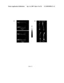 Activin-ActRIIa antagonists and uses for promoting bone growth diagram and image