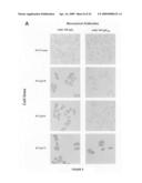 PTHrP, its isoforms and antagonist thereto in the diagnosis and treatment of disease diagram and image