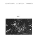 Feline Cell Capable of Being Cultured Without Animal-Derived Protein, and Method for producing virus and method for producing vaccine using thereof diagram and image