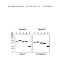 Chimeric MSP-based malaria vaccine diagram and image