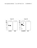 Chimeric MSP-based malaria vaccine diagram and image