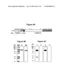 Chimeric MSP-based malaria vaccine diagram and image