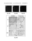 MICROSPHERE-BASED MATERIALS WITH PREDEFINED 3D SPATIAL AND TEMPORAL CONTROL OF BIOMATERIALS, POROSITY AND/OR BIOACTIVE SIGNALS diagram and image