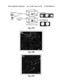 MICROSPHERE-BASED MATERIALS WITH PREDEFINED 3D SPATIAL AND TEMPORAL CONTROL OF BIOMATERIALS, POROSITY AND/OR BIOACTIVE SIGNALS diagram and image