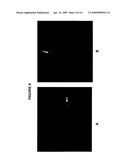 Full Karyotype Single Cell Chromosome Analysis diagram and image